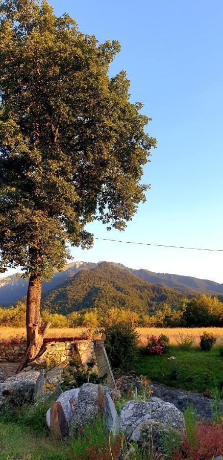 Cabana Vanatorului 8 Sohodol  Buitenkant foto